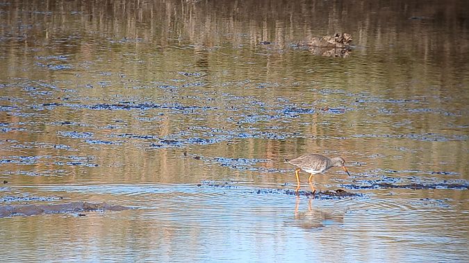Bernagorri arrunta  - Fabien Calmettes