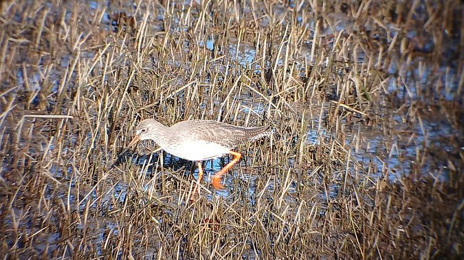Bernagorri arrunta  - Fabien Calmettes