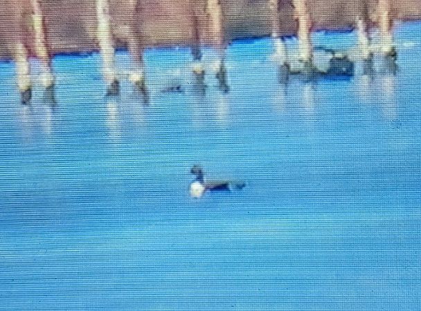 Èider  - Ferran Pujol