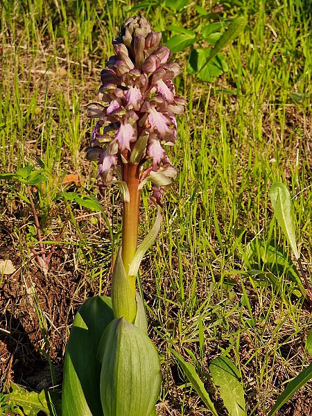 Himantoglossum robertianum  - Diane Raibaut