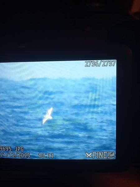 Gabbianello  - Cosimo Gabbani