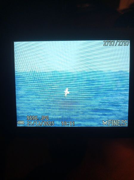 Gabbianello  - Cosimo Gabbani