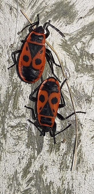 Pyrrhocoris apterus  - Michele Cento