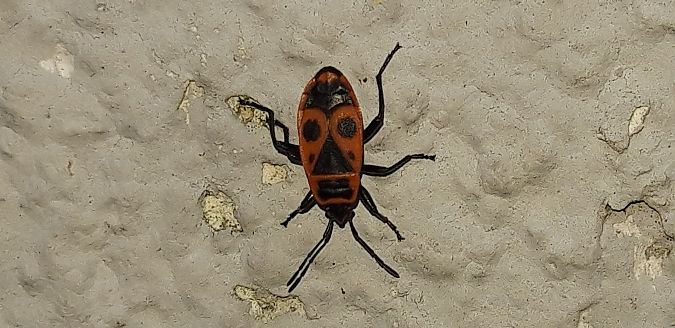 Pyrrhocoris apterus  - Michele Cento