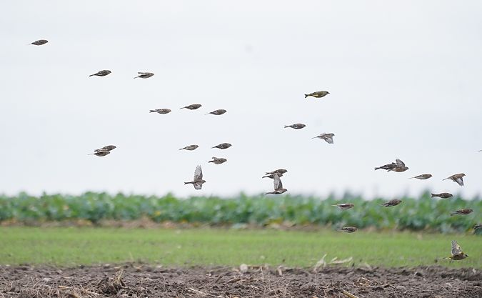 Twite  - Monika Żochowska
