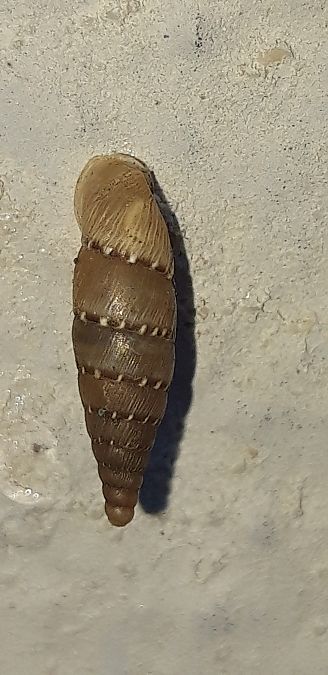 Papillifera papillaris  - Michele Cento