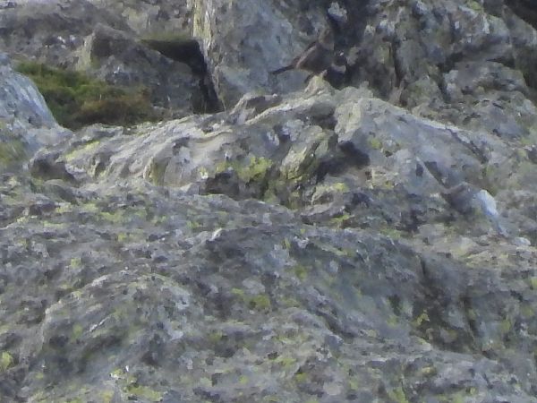 Merlo dal collare  - Cosimo Gabbani