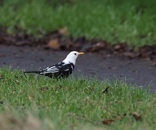 Amsel  - Bastian Meise