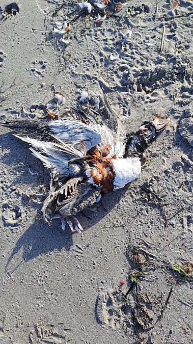 Volpoca  - Pietro Scarpa