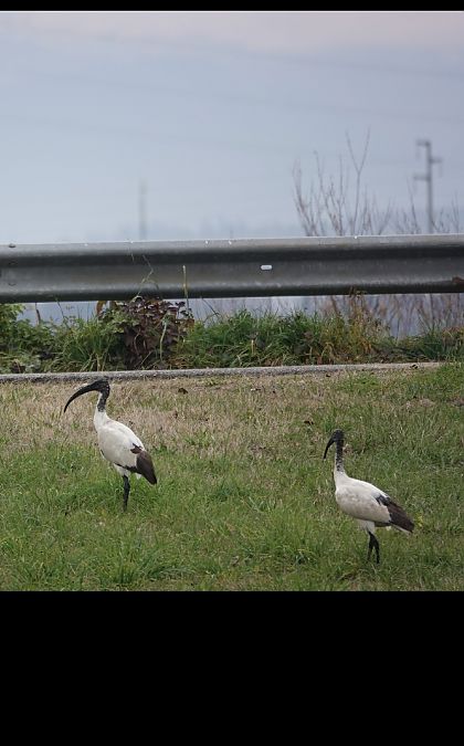 Ibis sacro  - Christine Ludwig
