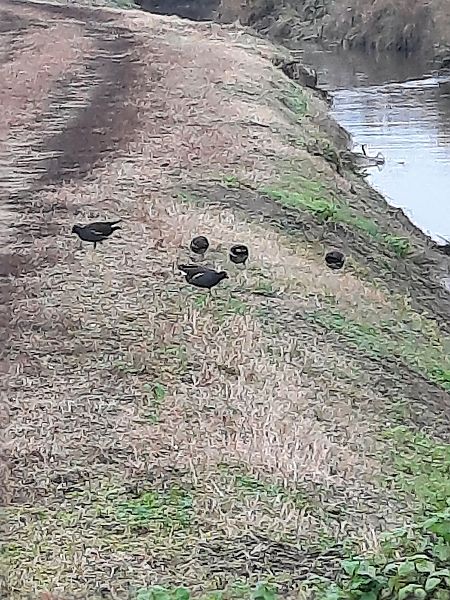 Gallinella d'acqua  - Bassano Riboni