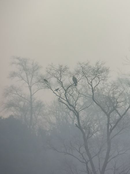 Aquila imperiale  - Laura Bonanno