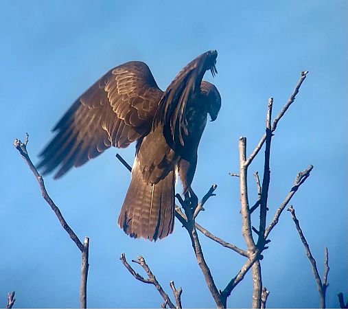 Aligot comú  - Ramon Prat Espelt