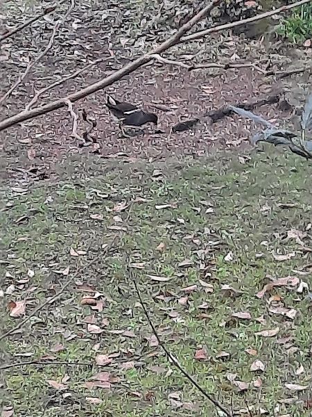 Gallinella d'acqua  - Bassano Riboni