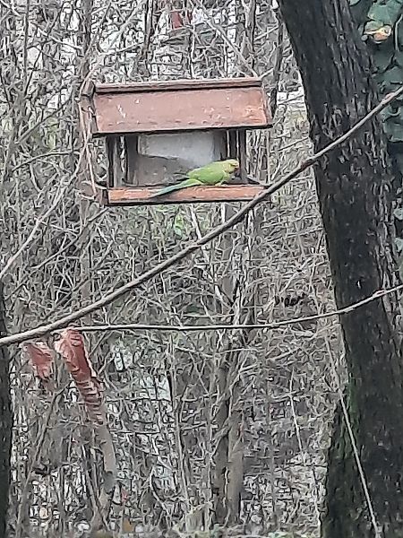 Parrocchetto dal collare  - Bassano Riboni