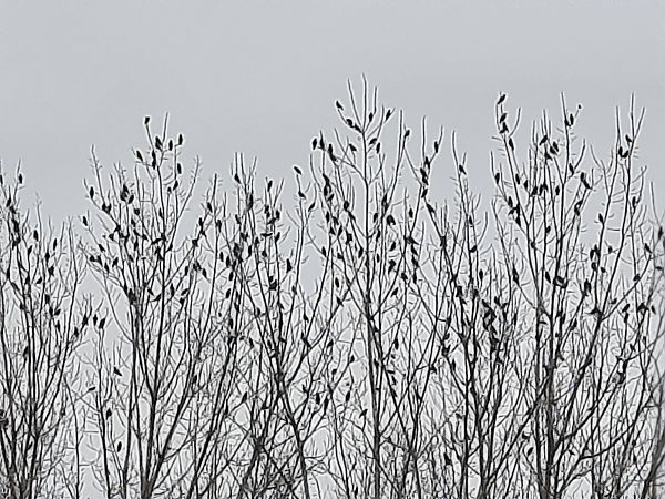 Storno  - Bassano Riboni