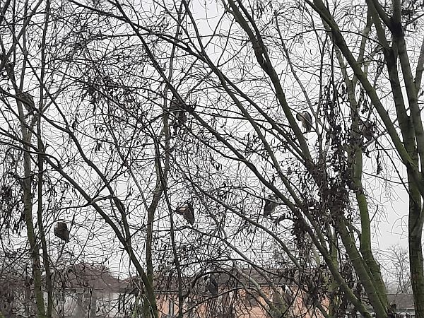 Nitticora  - Bassano Riboni