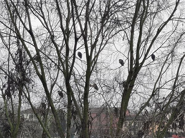 Nitticora  - Bassano Riboni