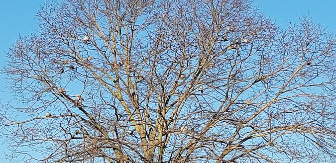 Tortora dal collare  - Michele Cento