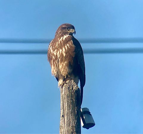 Aligot comú  - Ramon Prat Espelt