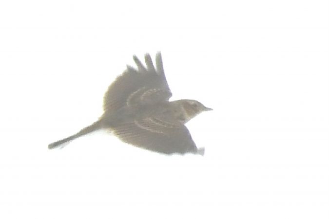 skowronek  - Paweł Zaniecki