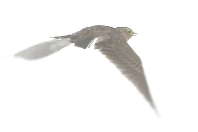 Alouette des champs  - Paweł Zaniecki