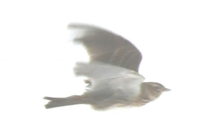 skowronek  - Paweł Zaniecki