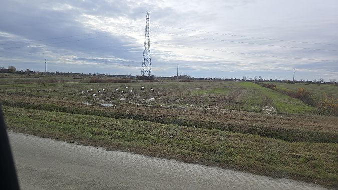 Ibis sacro  - Michael Bergamo