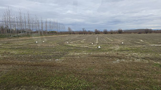 Ibis sacro  - Michael Bergamo