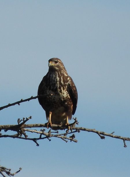 Poiana  - Dario Bosio