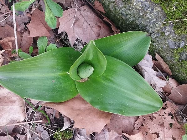 Himantoglossum robertianum  - Gérard Joseph