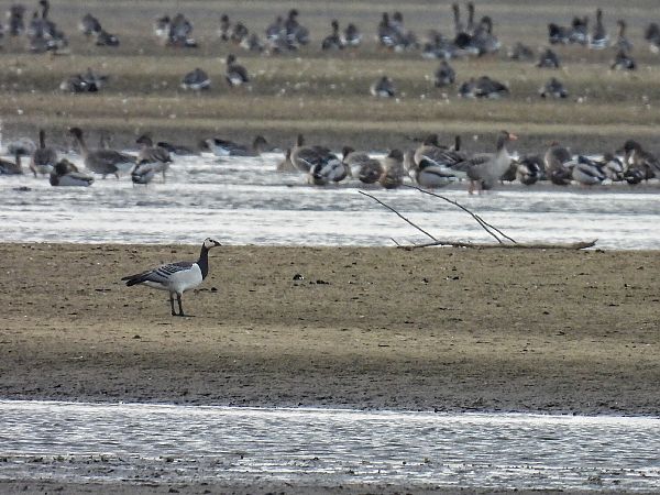 bernikla białolica  - Kacper Mikulski