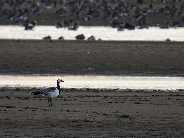 Bernache nonnette  - Kacper Mikulski