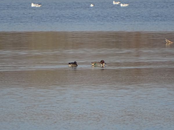 Alzavola americana  - Pietro Melandri
