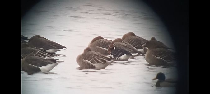 Red-breasted Goose  - Michał Polakowski