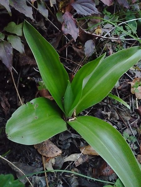 Himantoglossum robertianum  - Gérard Joseph