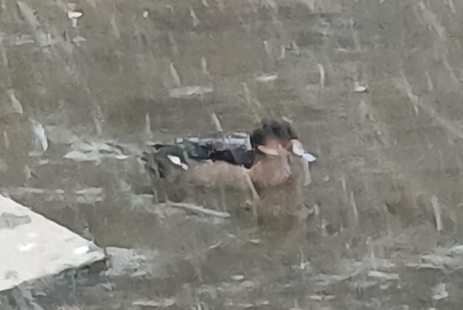 Espèce non listée  - Harald Gross