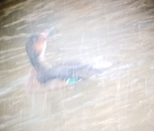 Espèce non listée  - Harald Gross