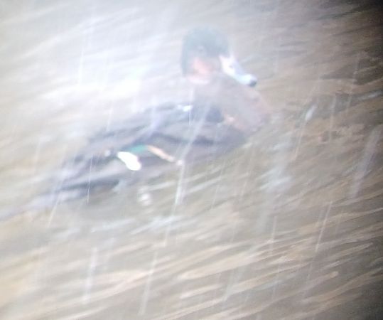 Espèce non listée  - Harald Gross