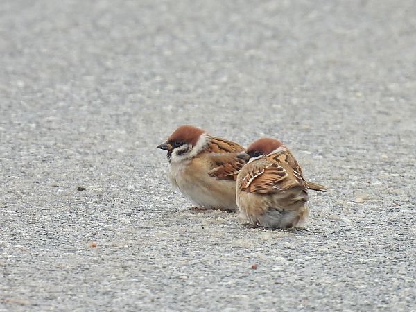 Eurasian Tree Sparrow  - Kacper Mikulski