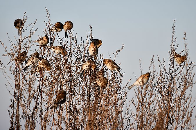 Linotte à bec jaune  - Paweł Zaniecki