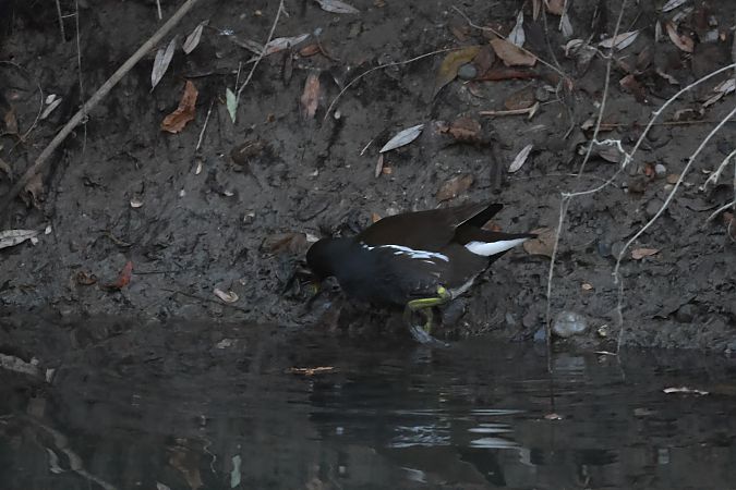 Gallinella d'acqua  - Adelfina Aldrovandi