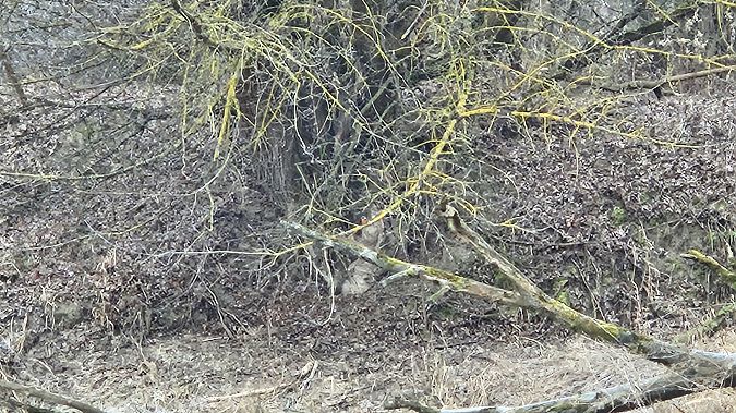 Common Kingfisher  - Anna Kamilewicz-Wicik