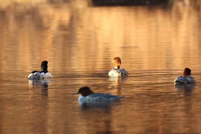 Smergo maggiore  - Adelfina Aldrovandi