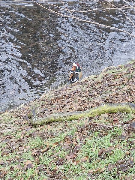 mandarynka  - Tomasz Zarzycki