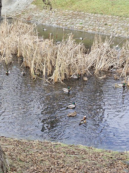 Mandarinente  - Tomasz Zarzycki