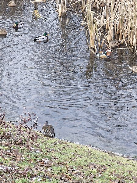 Mandarinente  - Tomasz Zarzycki