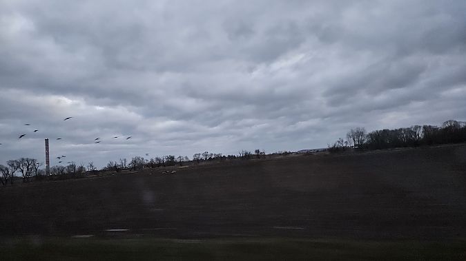 żuraw  - Anna Kamilewicz-Wicik