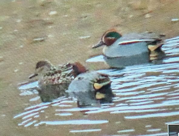 Xarxet comú  - Ferran Pujol