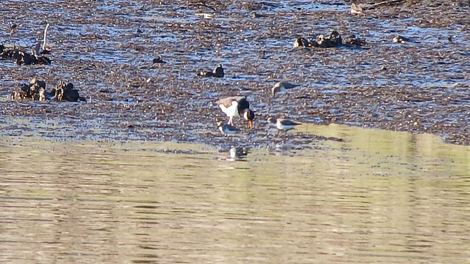 Itsas mika  - Fabien Calmettes